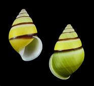 Deep Snail Ceramide Facial Mist - Beauty&Beyond